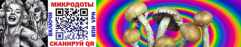 Купить  Тында  Галлюциногенные грибы MAGIC MUSHROOMS 